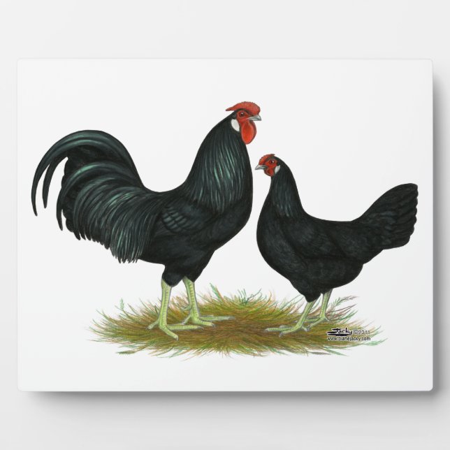 Marsh Daisy Chickens Fotoplatte (Vorderseite)