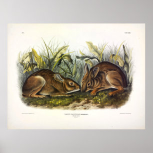 Marsh Hare, Marsh Rabbit von Audubon Poster