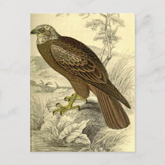 Marsh Harrier :  Carte postale vintage Jardine