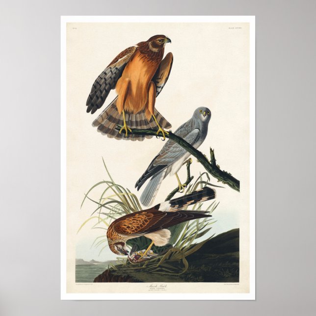 Marsh Hawk von Audubon Poster (Vorne)