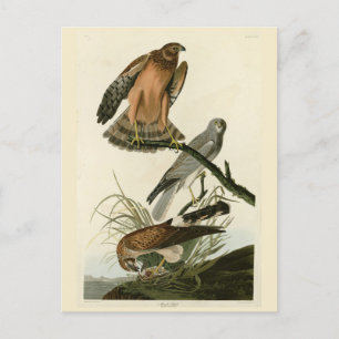 Marsh Hawk von Audubons Vögeln von Amerika Postkarte