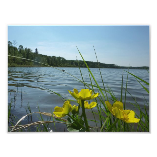 Marsh Marigold Blume von Lakeside Fotodruck (Vorne)