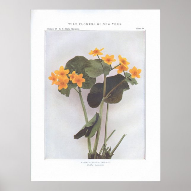 Marsh Marigold; Cowslip - Caltha palustris Poster (Vorne)