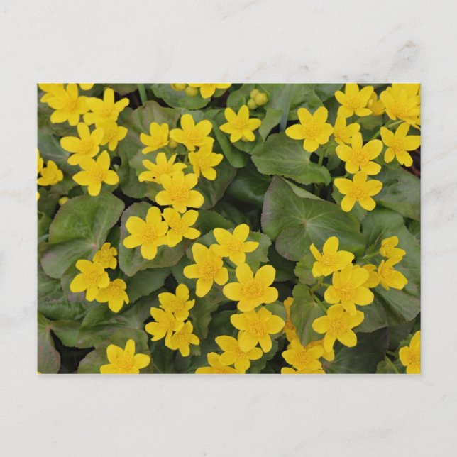 Marsh Marigold in Bloom Postkarte (Vorderseite)