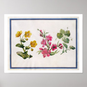 Marsh Marigold, Japonica, Violet (mit Papier) Poster