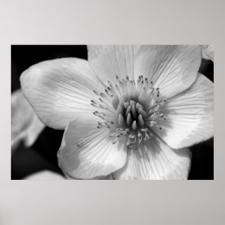 Marsh Marigold Poster