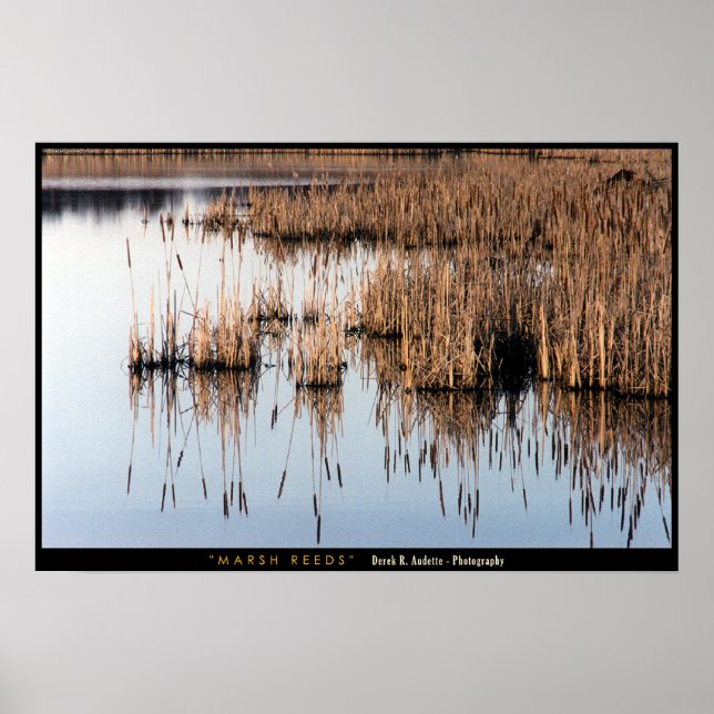 Marsh Reeds Poster (Vorne)