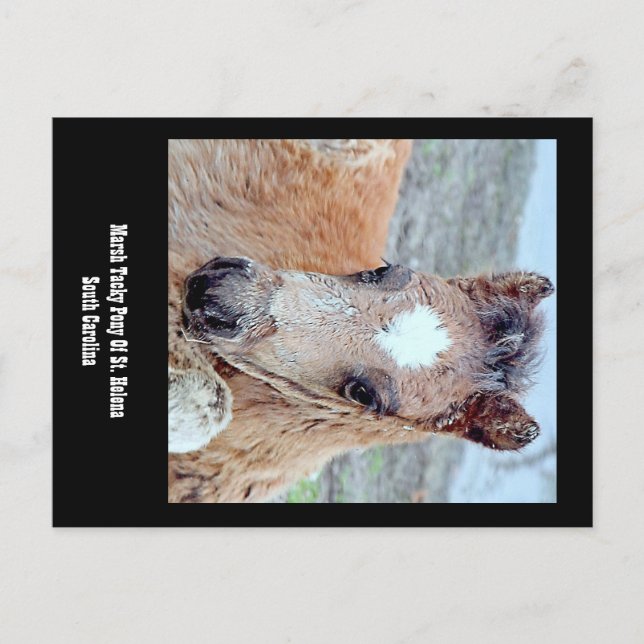 Marsh Tacky Horse Postcard Postkarte (Vorderseite)