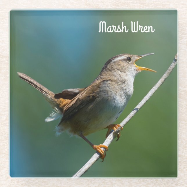 Marsh Wren Glasuntersetzer (Vorderseite)