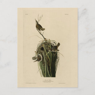 Marsh Wren von Audubons Vögeln von Amerika Postkarte