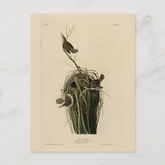 Marsh Wren von Audubons Vögeln von Amerika Postkarte (Vorderseite)