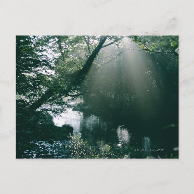 Marshland 3 postkarte (Vorderseite)