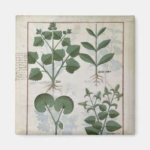 Marshmallow & Hastula Regia Asarabacca Magnet