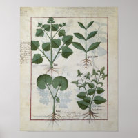 Marshmallow & Hastula Regia Asarabacca