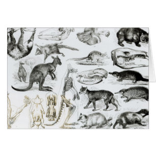 Marsupialia, Monetremata, Edentata