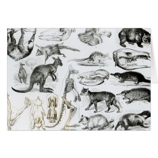 Marsupialia, Monetremata, Edentata (Devant horizontal)