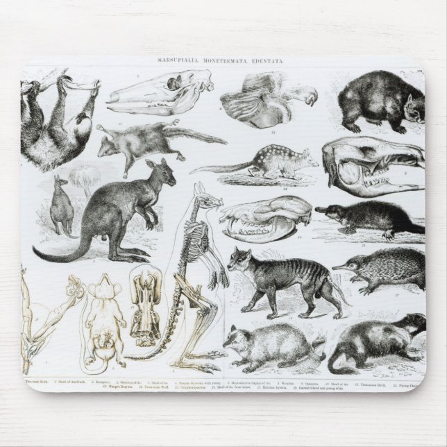 Marsupialia, Monetremata, Edentata Mousepad (Vorne)