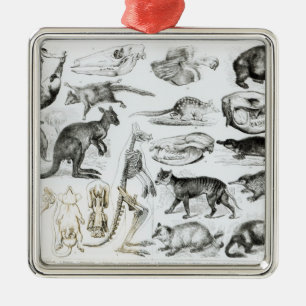 Marsupialia, Monetremata, Edentata Ornament Aus Metall