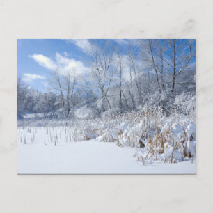 Marthaler Park Frozen Pond and Trees Postkarte