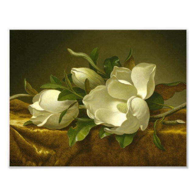 Martin Johnson Heade - Magnolias auf Gold Velvet Fotodruck (Vorne)