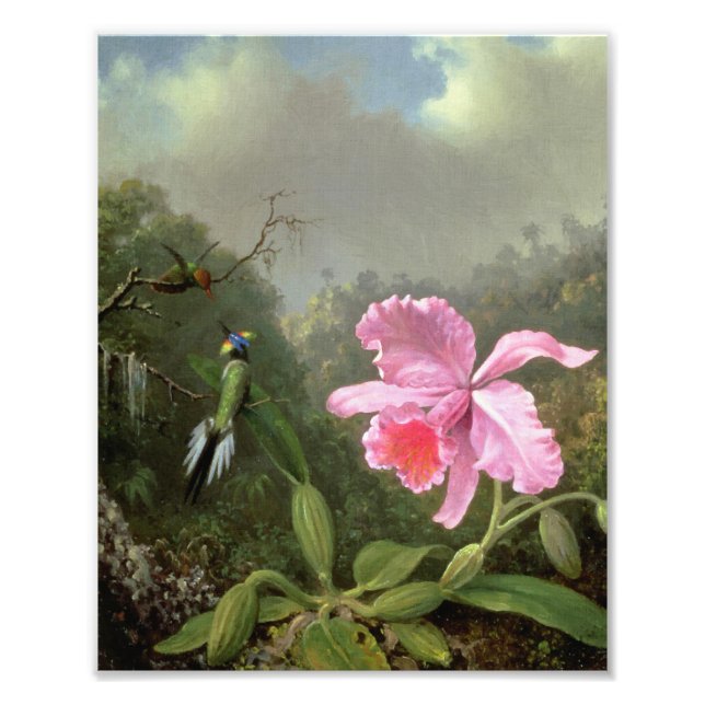 Martin Johnson Heade Orchid und Hummingbirds Fotodruck (Vorne)