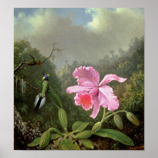 Martin Johnson Heade Orchid und Hummingbirds Poster (Vorne)