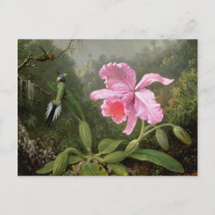 Martin Johnson Heade Orchidee und Kolibris Postkarte