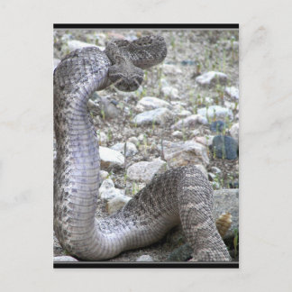 Martinez Wash Rattlesnake im Kongress, AZ Postkarte