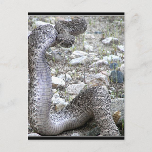 Martinez Wash Rattlesnake im Kongress, AZ Postkarte (Vorderseite)