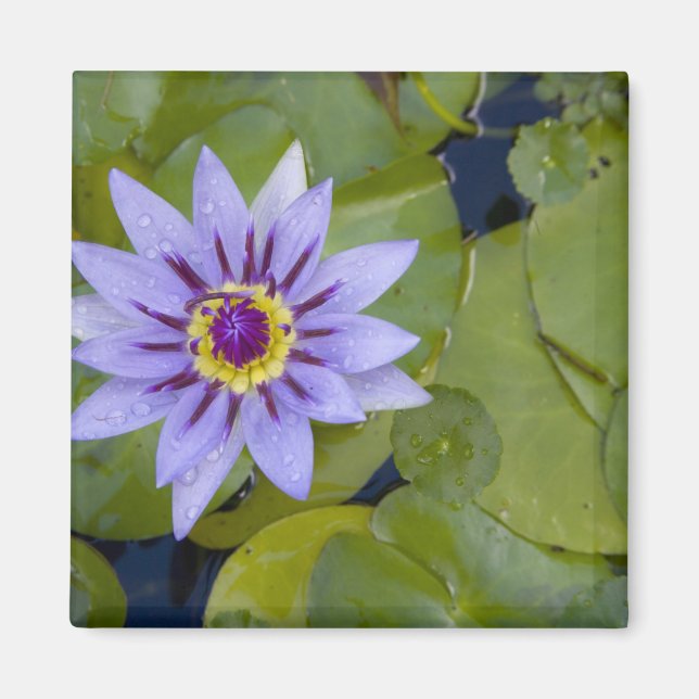 Martinique, französische Antillen, Westindien, Bla Magnet (Vorne)