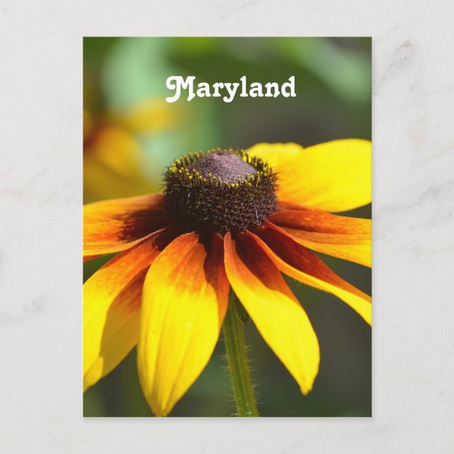 Maryland Black Eyed Susan Postkarte (Vorderseite)