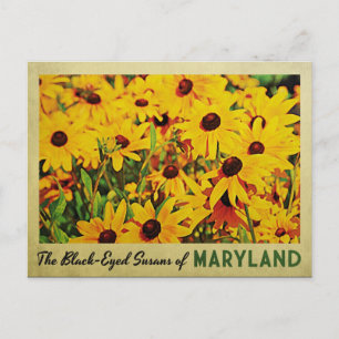Maryland Black-Eyed Susans Postkarte