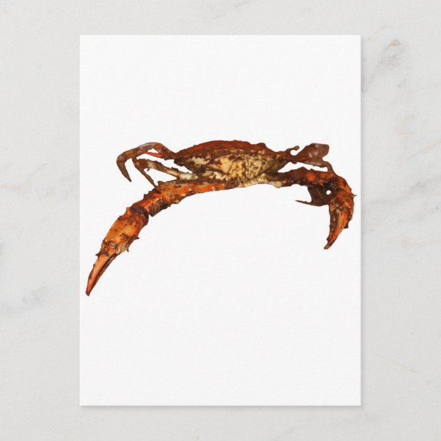 Maryland Blue Crab Postkarte (Vorderseite)
