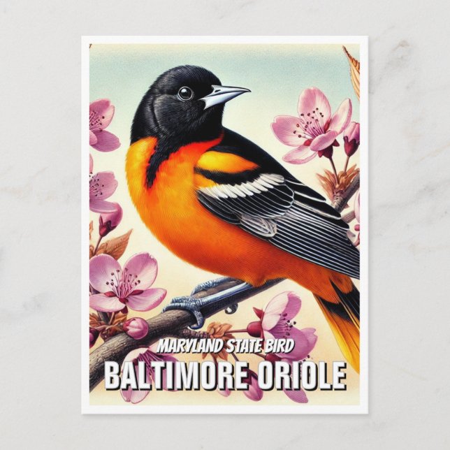 Maryland Staat Bird Baltimore Oriole Postkarte (Vorderseite)