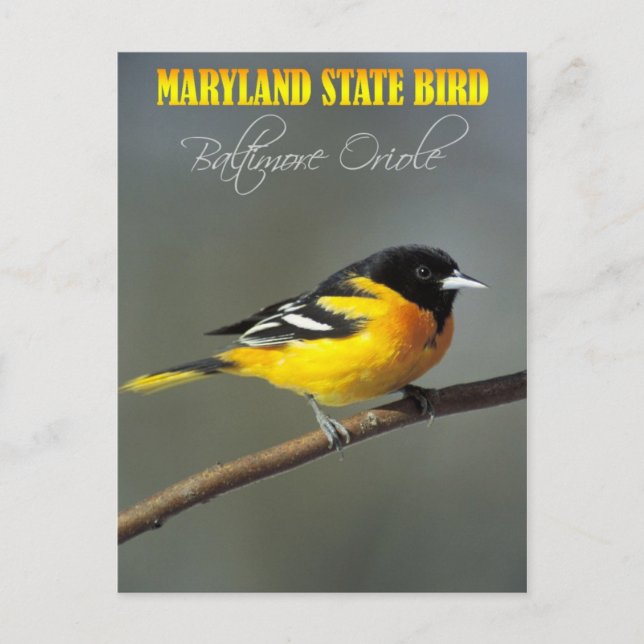 Maryland Staat Bird - Baltimore Oriole Postkarte (Vorderseite)