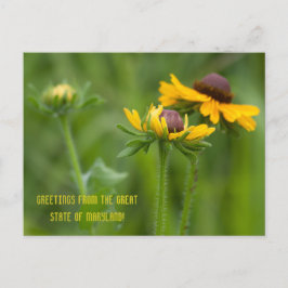 Maryland Staat Blume Postkarte