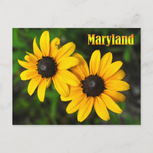 Maryland Staat Blume: Schwarz-mit Augen Susan Postkarte