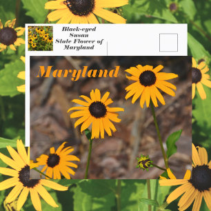 Maryland Staatsblume Schwarzäugige Susanne Foto Postkarte