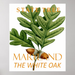 Maryland Territorium Baum Die Weißeiche Poster
