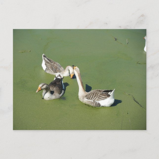 März 4 (59) Postkarte (Vorderseite)