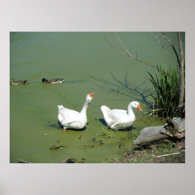 März 4 (60) Plakat (Vorne)