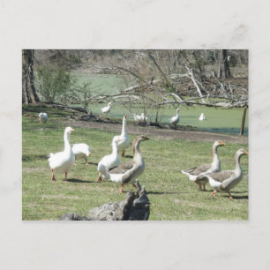 März 4th_Park Ducks #2 Postkarte