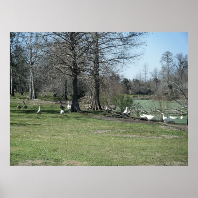 März 4th_Park Ducks Poster (Vorne)