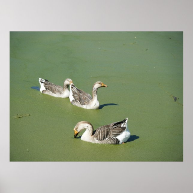 März 4th_Swamp Ducks Leinwand Poster (Vorne)