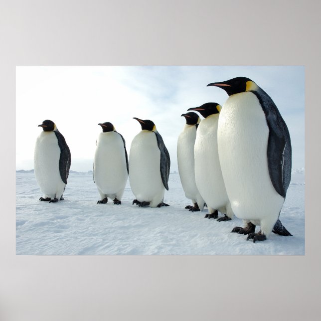 März der Pinguine Poster (Vorne)