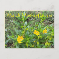 März Monkeyblumen