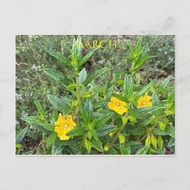 MÄRZ POSTKARTE (Vorderseite)