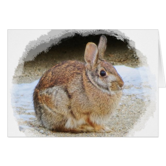 März Rabbit mit Vignette (Vorderseite (Horizontal))