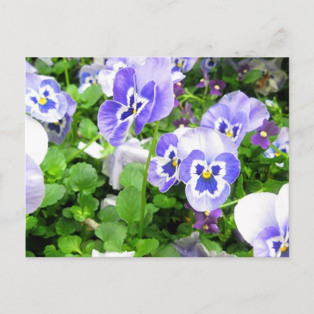 März Stiefmütterchen Postkarte (Vorderseite)