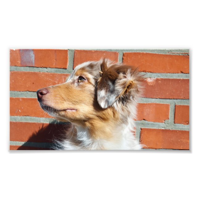 MAS Rote Merle Fotodruck (Vorne)